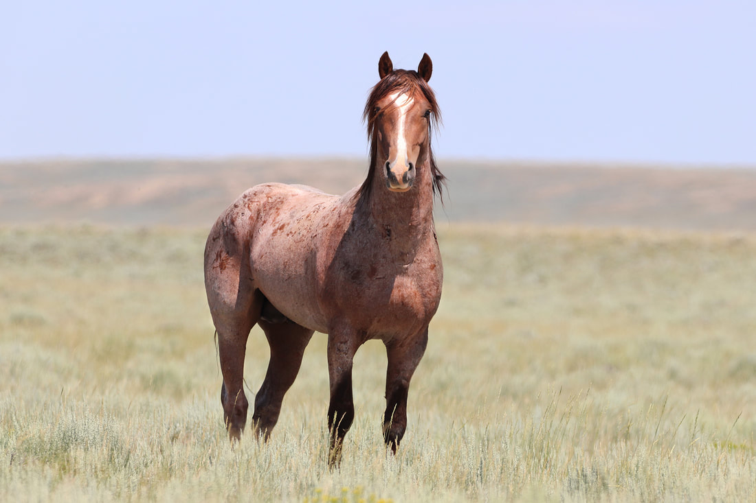 Home [saveourwildhorses.net]