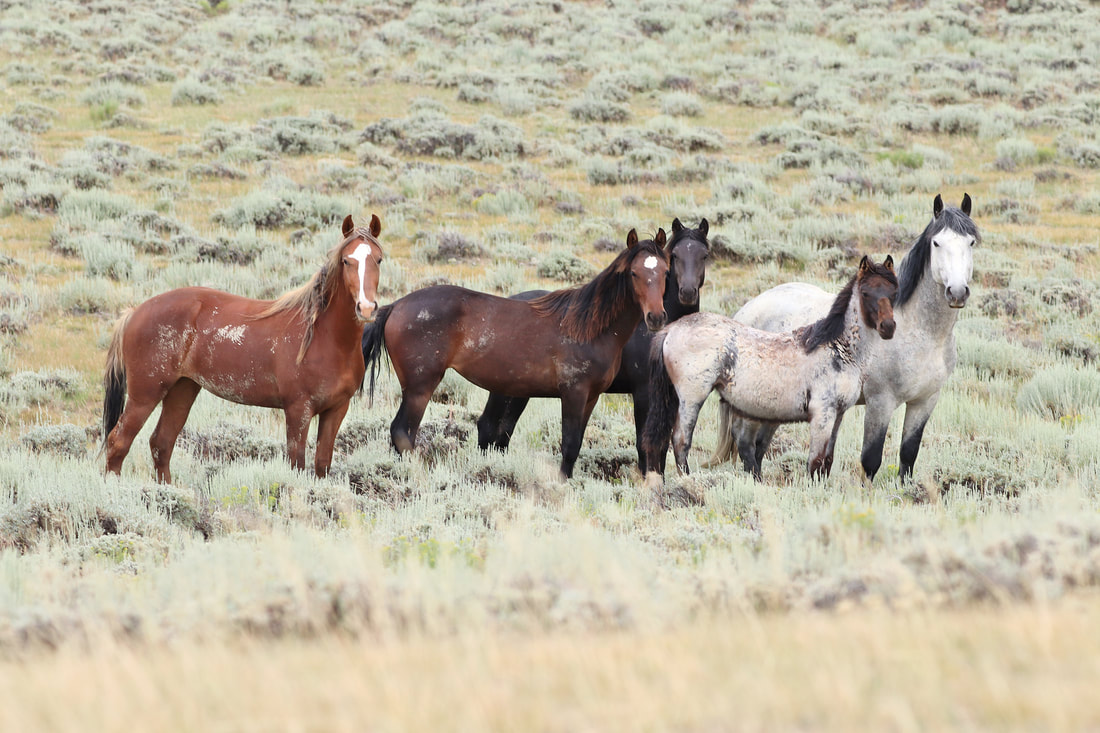 Home [saveourwildhorses.net]