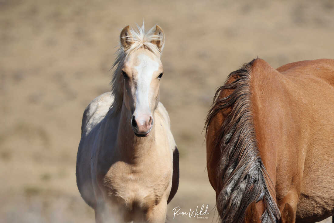 2025 Wild Horse Conference